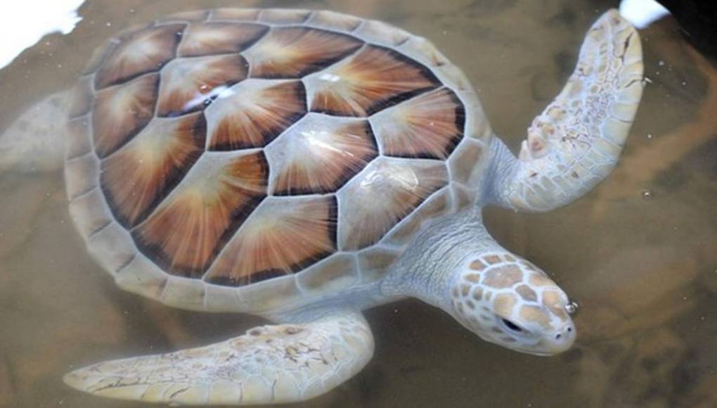 La tortuga albina de Sri Lanka en peligro de extinción