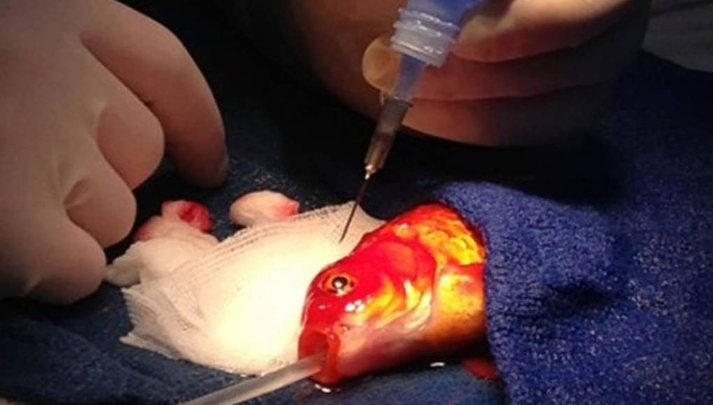 Operando al pez George