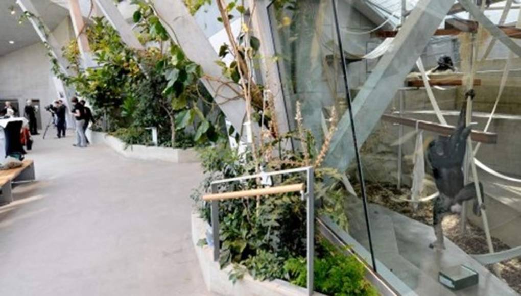 Un hogar para monos con televisión