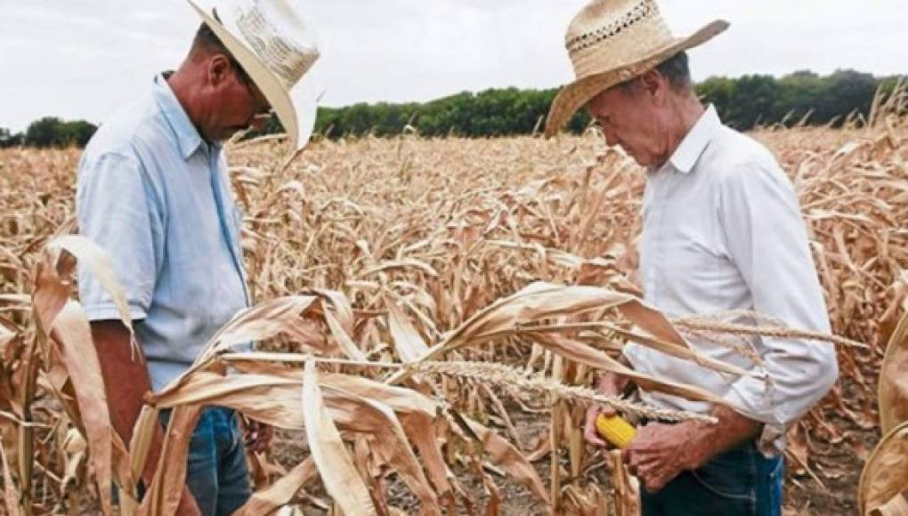 Copeco lluvia inseguridad alimentaria