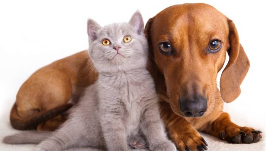 ¿Es beneficioso dormir con la mascota?