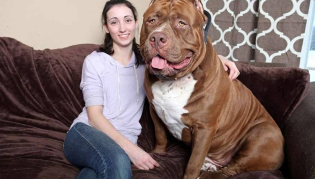 'Hulk', el pitbull gigante