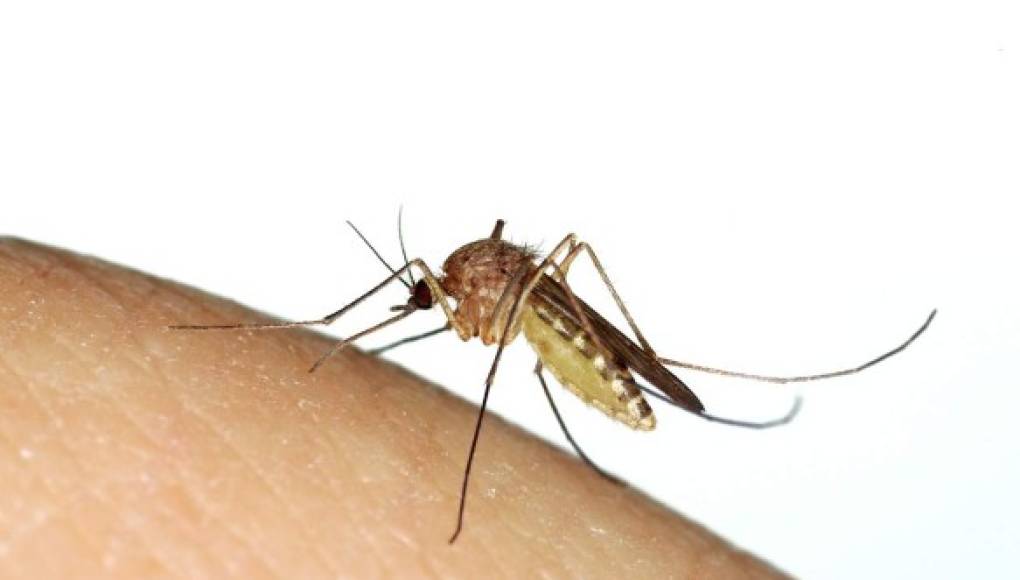 Científicos descubren cómo bloquear infección de la malaria en mosquitos