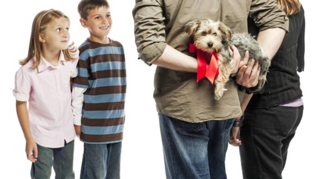 Descubra si su hijo está listo para tener un perrito