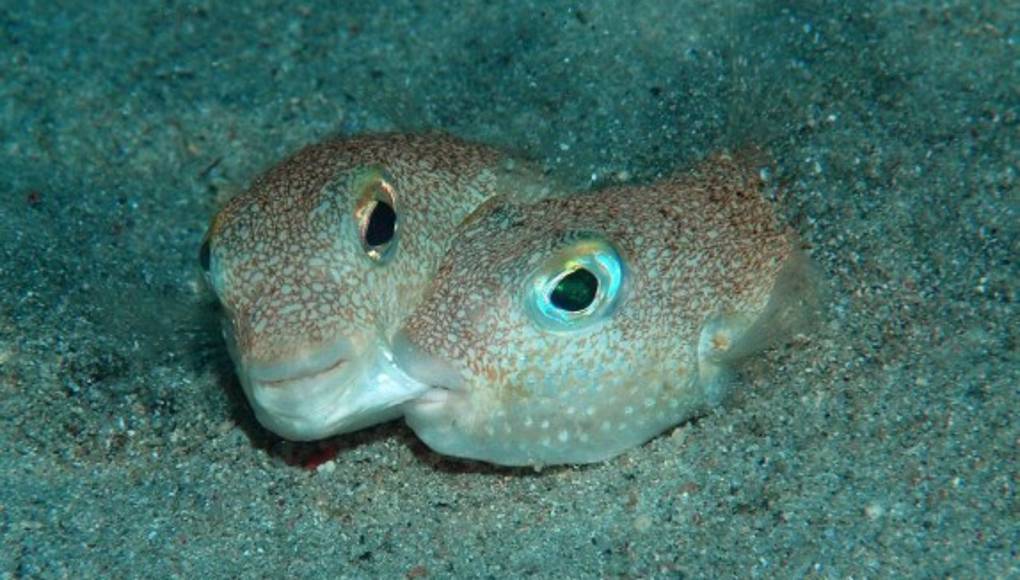 El pez que hace nidos en la arena