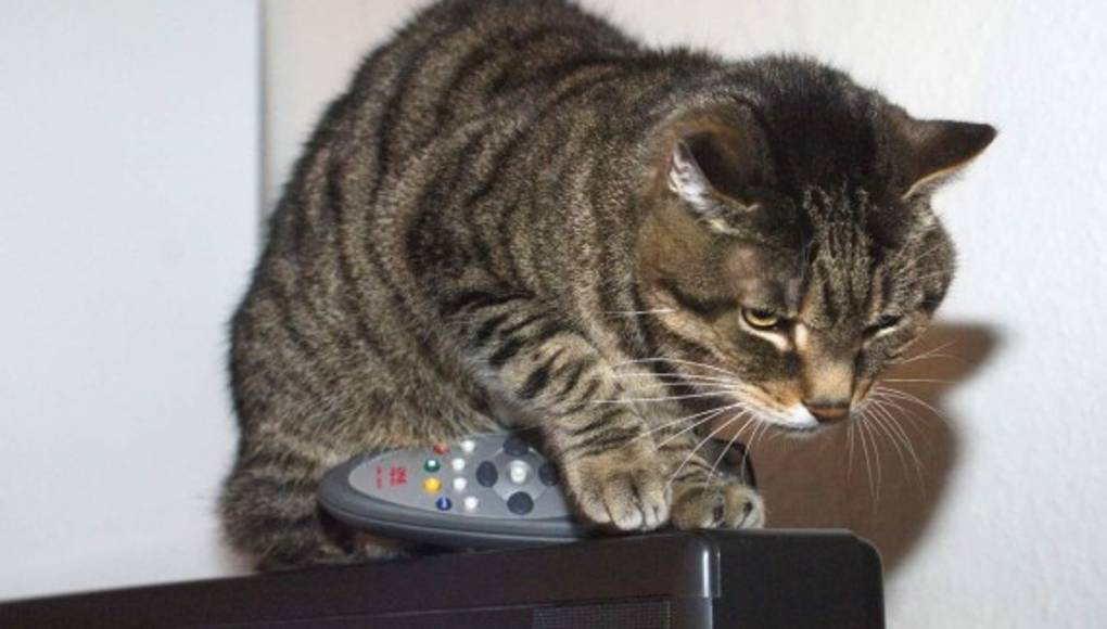 Gatos hacen 'fiesta' en apartamento