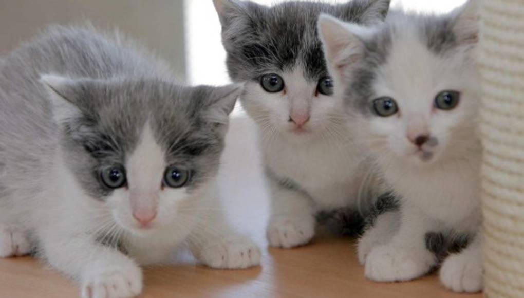 Consejos para cuidar a tu gato   