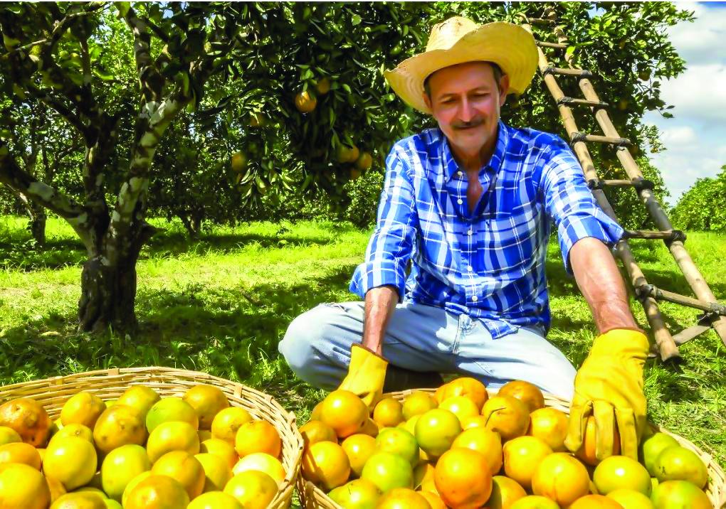 Biotecnología, una alternativa para controlar el HLB