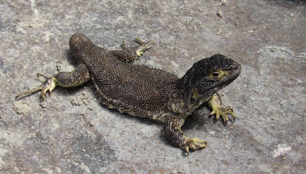 Liolaemus warjantay, la nueva y rara especie de lagartija descubierta en Perú