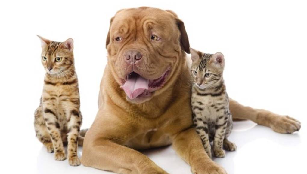 Tres pasos para eliminar las pulgas