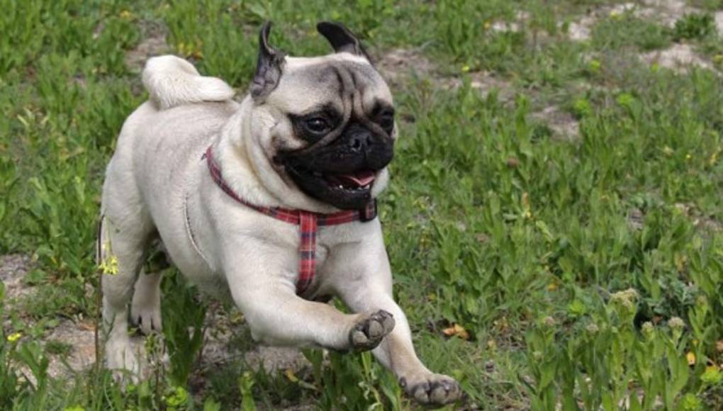  ¡Una carrera de doguillos!