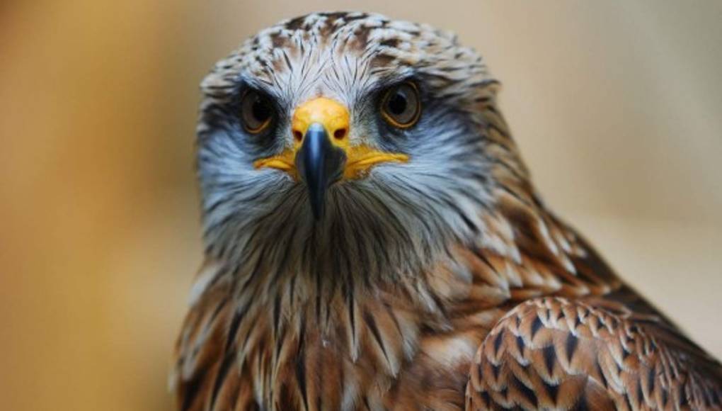 Halcón recibe ojos cristalinos artificiales