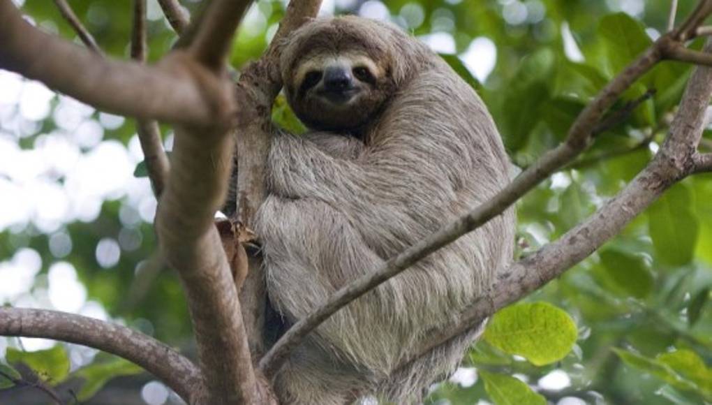 Los perezosos y su plácida vida en los árboles   