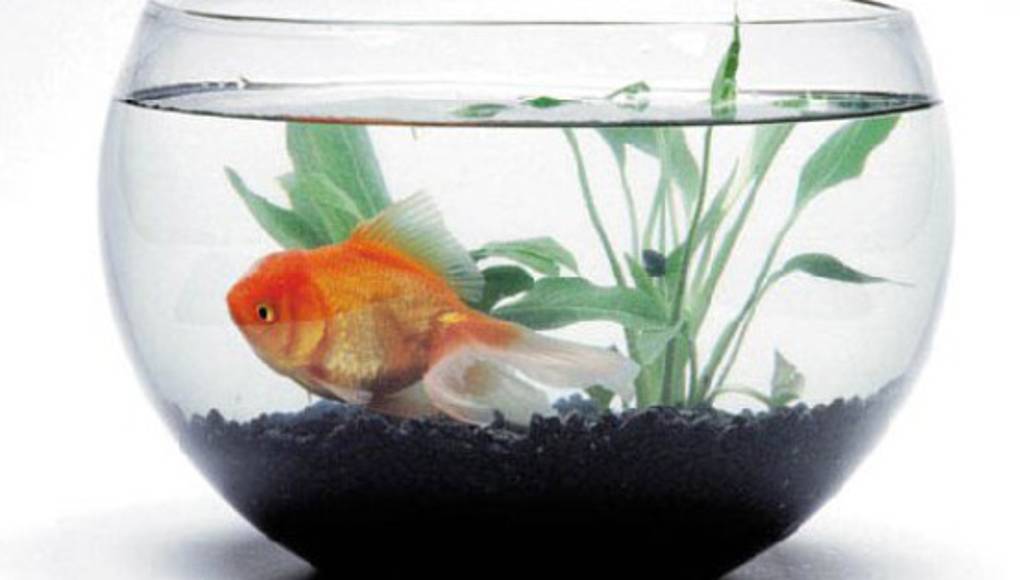 Un pez puede ayudar a resolver el dengue