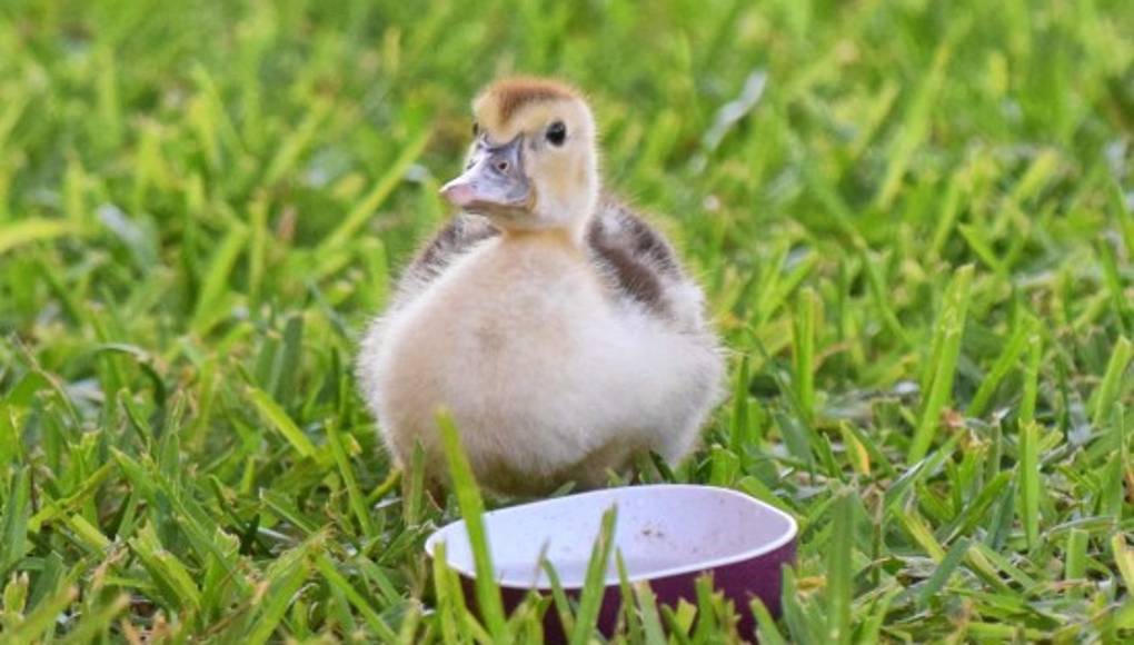 Los patitos recién nacidos son más inteligentes