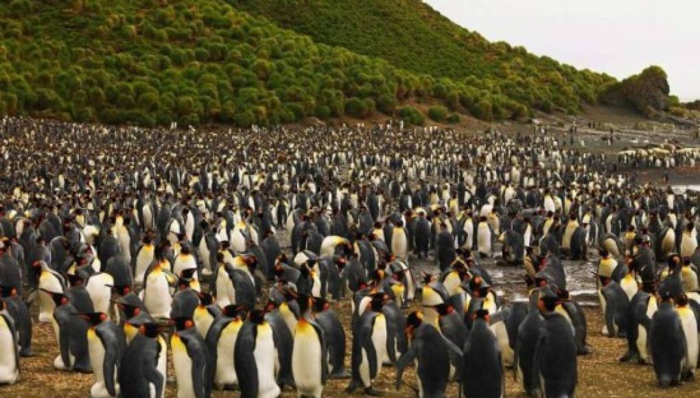 Macquarie, el refugio de los pingüinos