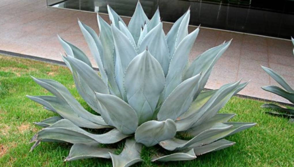 El agave azul, mucho más que el tequila