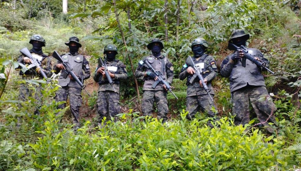 Las plantaciones de los arbustos de coca fueron localizadas en una zona boscosa de San Marcos, La Masica, Atlántida.