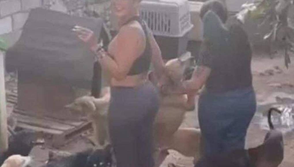 Una vez más, Niurka Marcos se encuentra en medio de la polémica, esta vez por que la vedette cubana fue expuesta en redes sociales en donde se aprecian unas fotografías en donde la señalan de hacer adopciones masivas de perros.