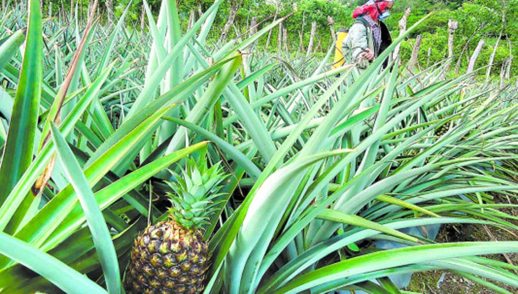 Cultivos de piña ganan terreno en El Paraíso - Diario La Prensa