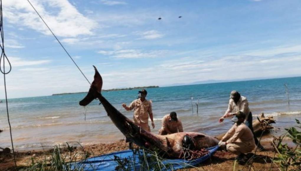 Entierran ballena encontrada muerta en Roatán, Islas de la Bahía