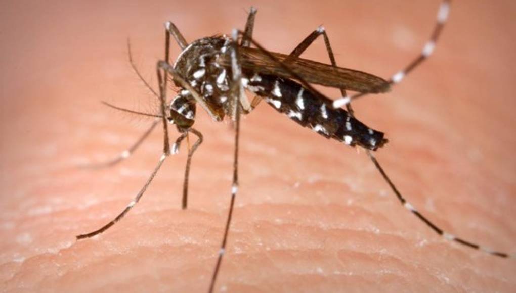 Recomendaciones para prevenir el Chikungunya en casa