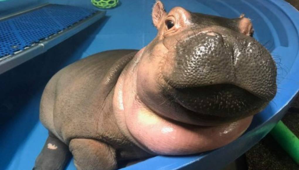 La hipopótamo Fiona tendrá serie en Facebook