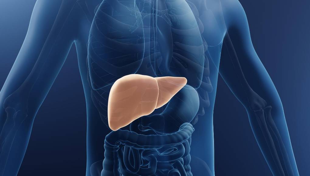 ¡Alerta! La hepatitis podría destruir su hígado