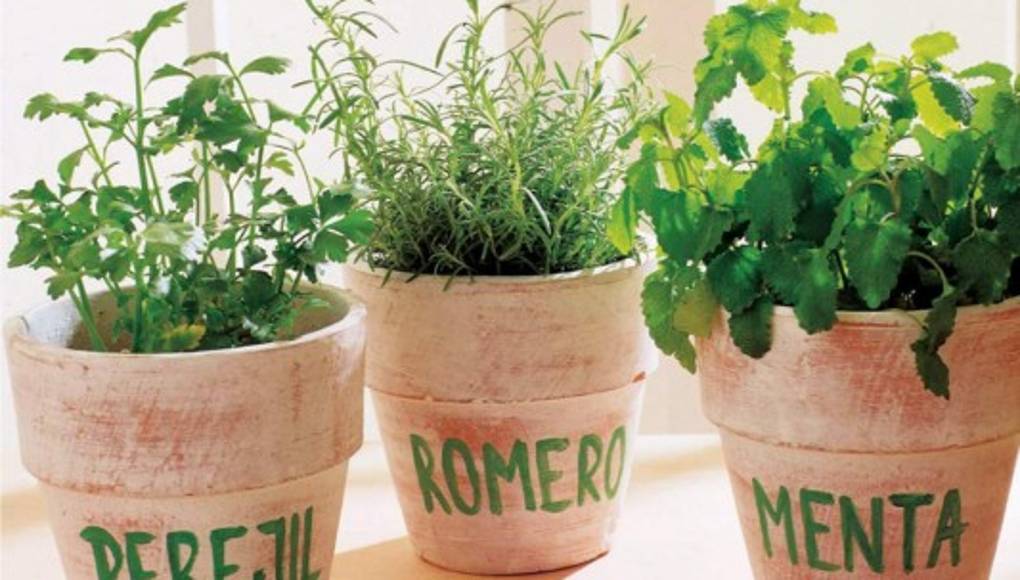 Pasos para sembrar hierbas