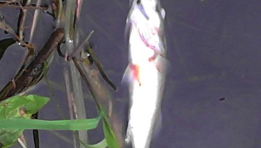 Falta de oxígeno ocasionó muerte de peces en canal del Lago de Yojoa