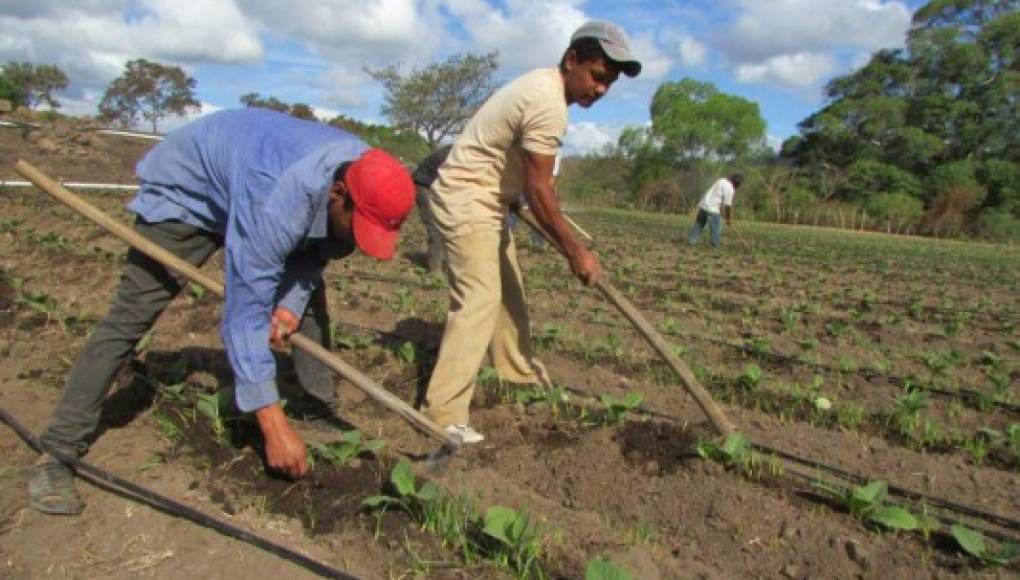 Empresa privada apoya la apertura del sector agroalimentario de Honduras