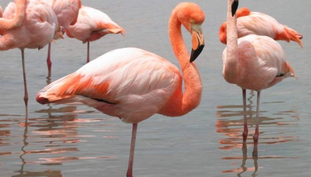 ¿Por qué los flamencos se paran en una sola pata?