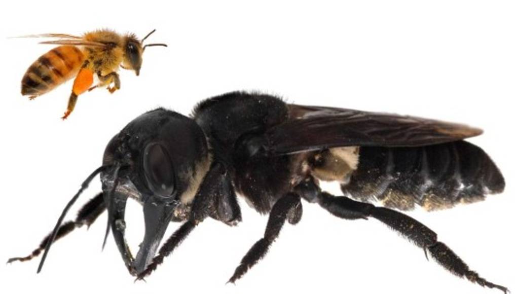 Reaparece la abeja gigante de Wallace