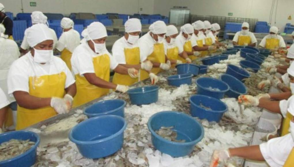 Exportación de camarón sumará unos 70 millones de libras al cierre del año