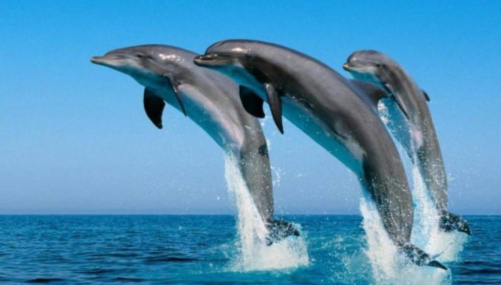 Los delfines nariz de botella son amigos acuáticos