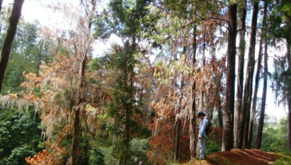 Alerta por bosques hondureños plagados de gorgojo