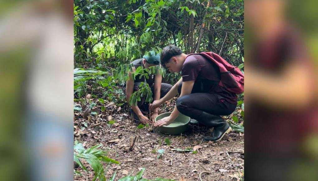 De acuerdo al creador e contenido, tratará de plantar la cantidad de árboles que sea necesario. 
