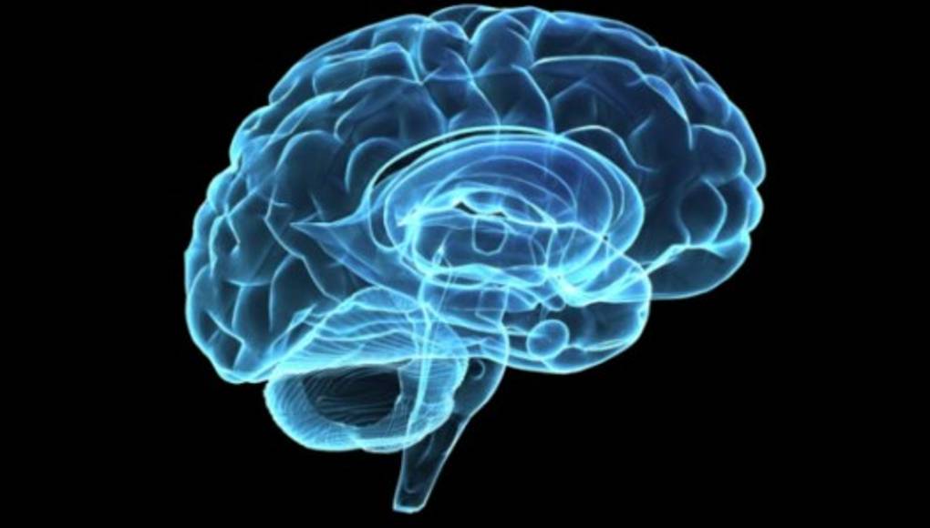 ¿El uso de marihuana afecta o no la función cerebral?