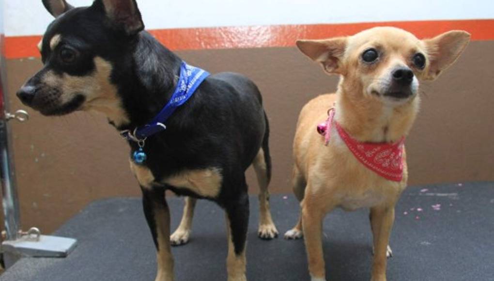 Lleva tu perro al salón