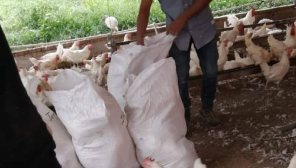 Matanza de 12,000 pollitas amenaza al sector avícola