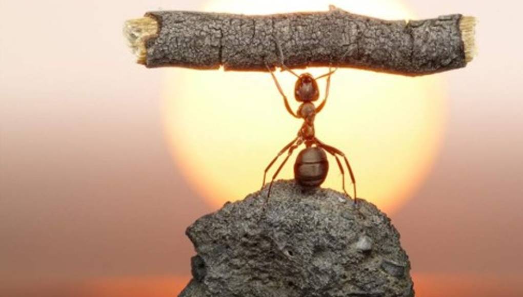 Hormigas, insectos muy organizados