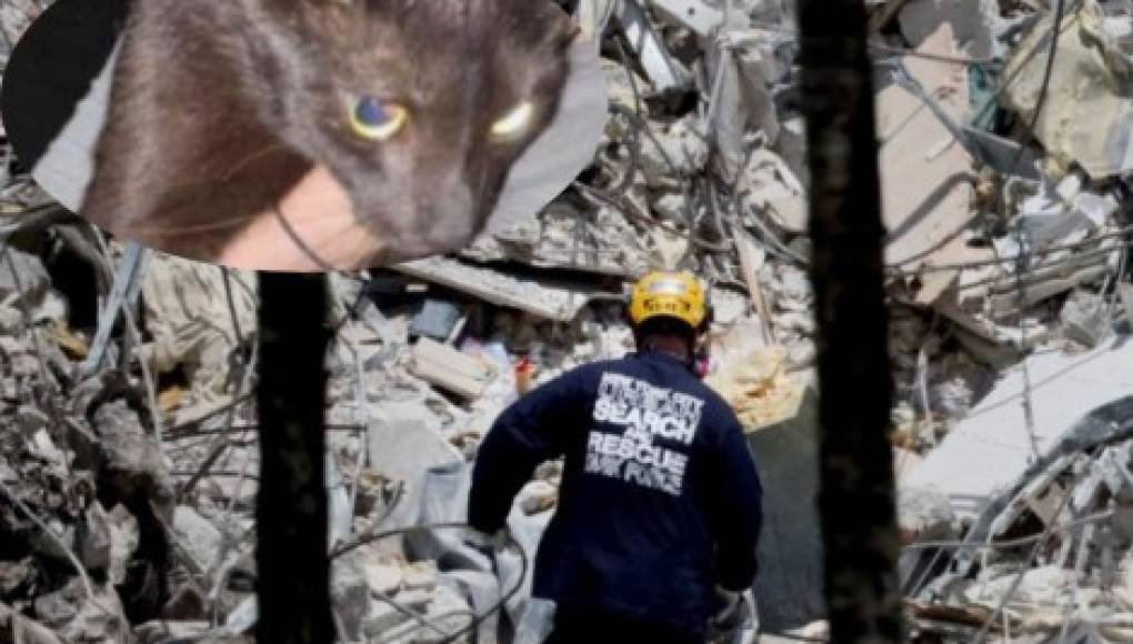 Aparece con vida gato desaparecido en colapso de edificio en Miami
