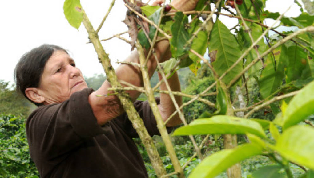 Cierran 300 negocios en Santa Rosa de Copán por drástica baja de café en Honduras