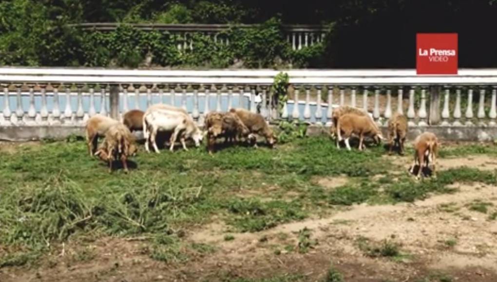Aunque la mansión quedó a medio construir y actualmente está casi en ruinas, en su patio viven algunos animalitos que crían la familia a cargo de cuidar la casa. 