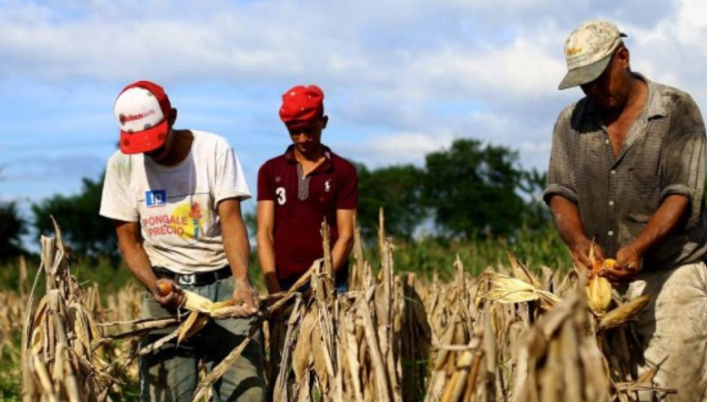 Tormentas tropicales y pandemia provocaron caída del comercio agrícola en Honduras
