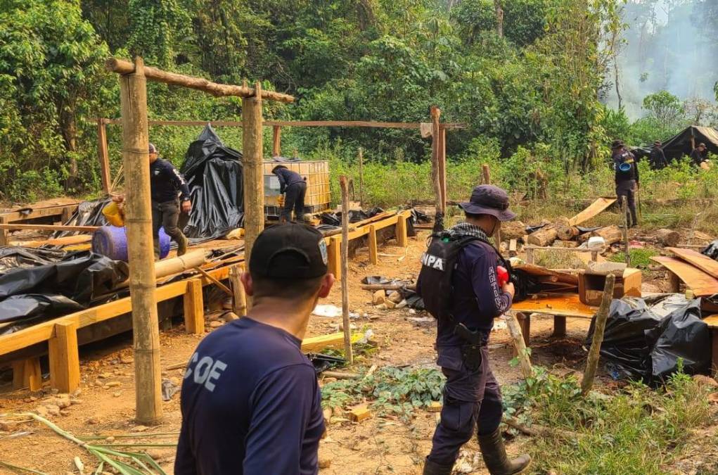 Queman más de 3 millones de arbustos y plántulas de coca en el Parque