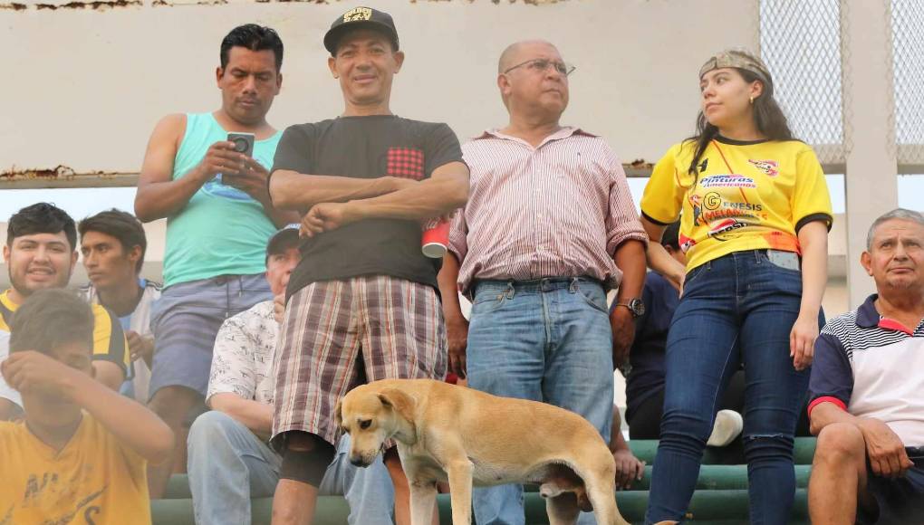 Un lindo perrito en las graderías junto a los aficionados del Génesis. 