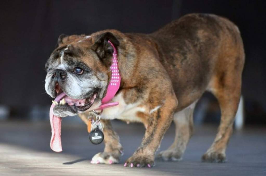 Zsa Zsa pasó los cinco primeros años de su vida en un sitio para animales de Misuri (centro), antes de ser vendida en un remate.