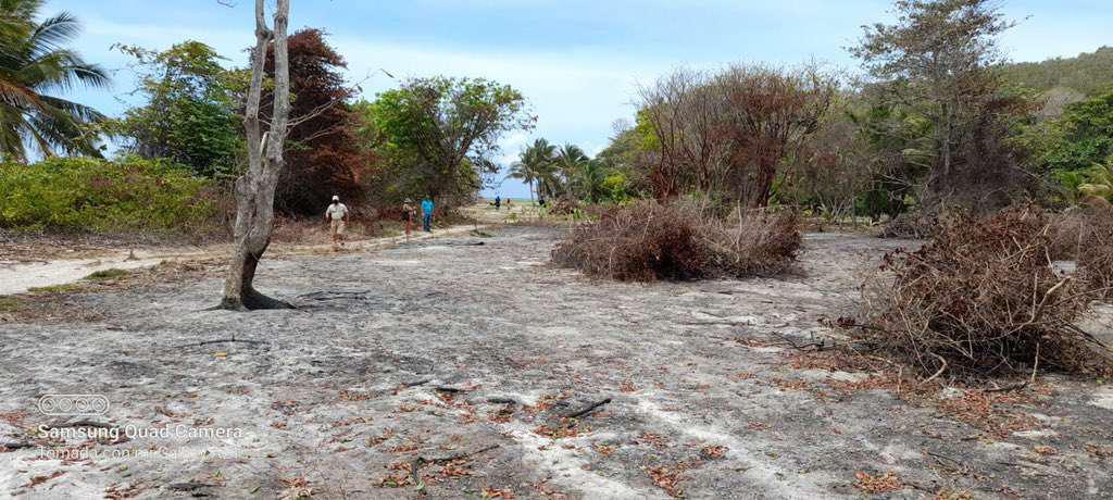 Paralizada investigación por deforestación en Cayos Cochinos