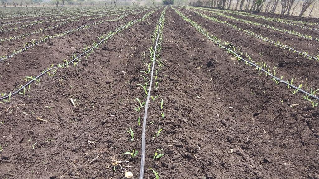 Proyecto de riego con 35 millones de lempiras activa el Valle de Jamastrán